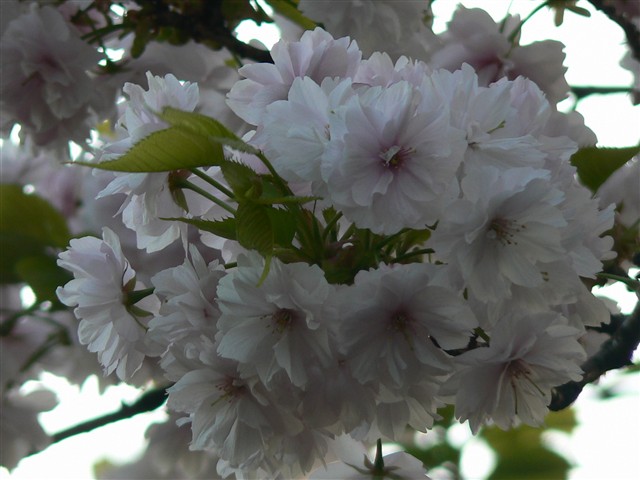 簪桜