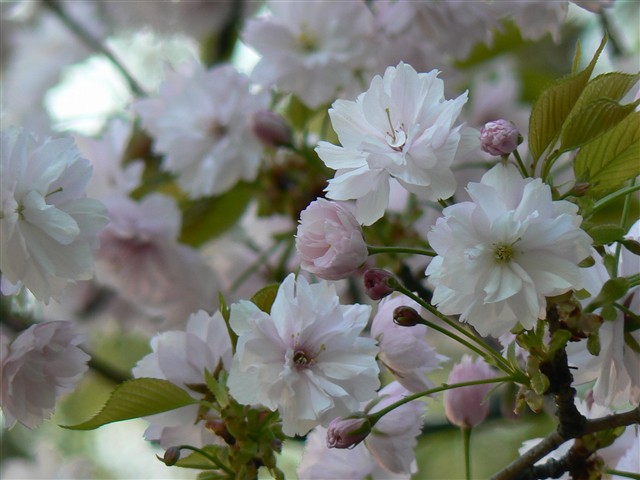 簪桜