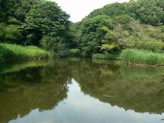 水鳥の池