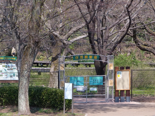 野川公園自然観察園