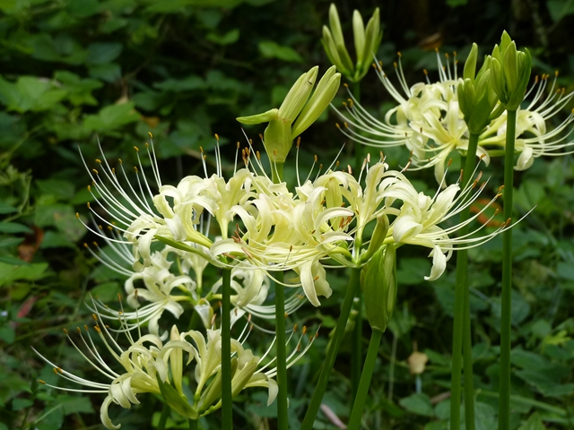 ヒガンバナ白花