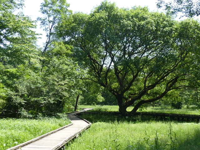 野川公園自然観察園